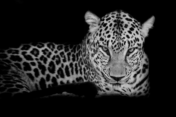 Bianco e nero Leopardo ritratto isolato su sfondo nero — Foto Stock