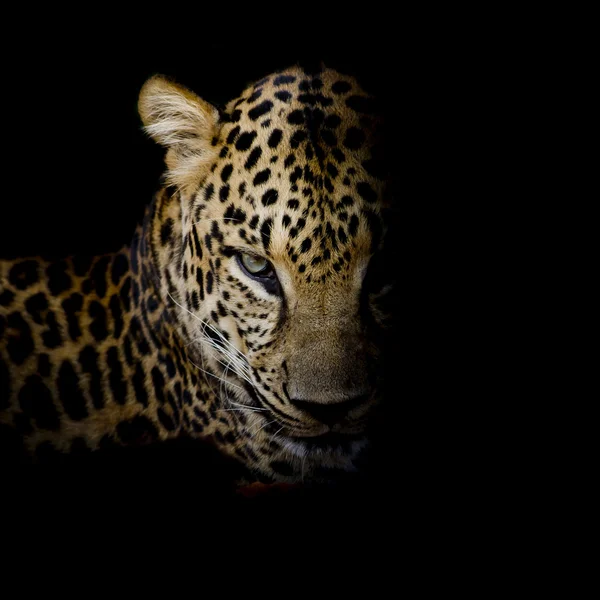 Leopardenporträt isoliert auf schwarzem Hintergrund — Stockfoto