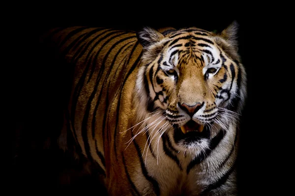 Bliska Tygrys warczeć - na białym tle na czarnym tle — Zdjęcie stockowe