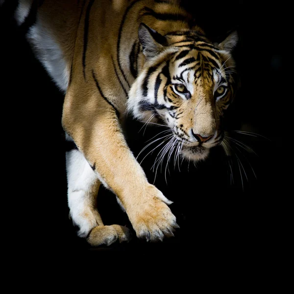 Piękny Tygrys chodzenia krok po kroku na białym tle na czarny deseń — Zdjęcie stockowe