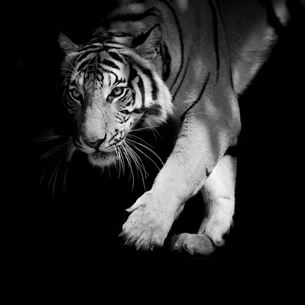 Tigre preto e branco caminhando passo a passo isolado em preto backg — Fotografia de Stock