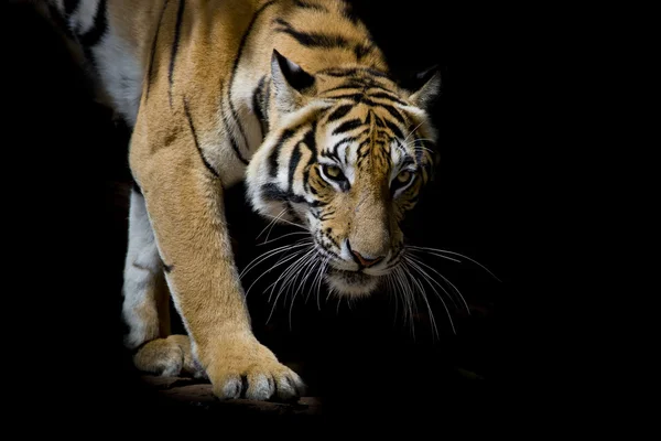 Hermoso tigre caminando paso a paso aislado sobre fondo negro — Foto de Stock