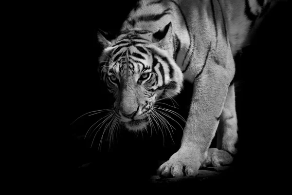 Tigre blanco y negro caminando paso a paso aislado en el respaldo negro —  Fotos de Stock