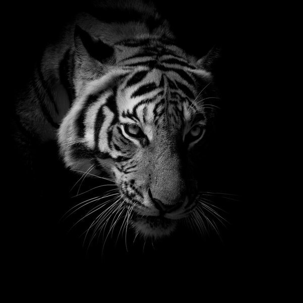 black & white close up face tiger isolated on black background