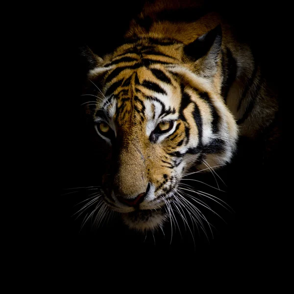 Primer plano cara tigre aislado sobre fondo negro —  Fotos de Stock