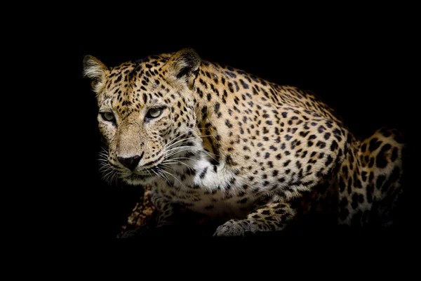 Retrato de leopardo isolado sobre fundo preto — Fotografia de Stock