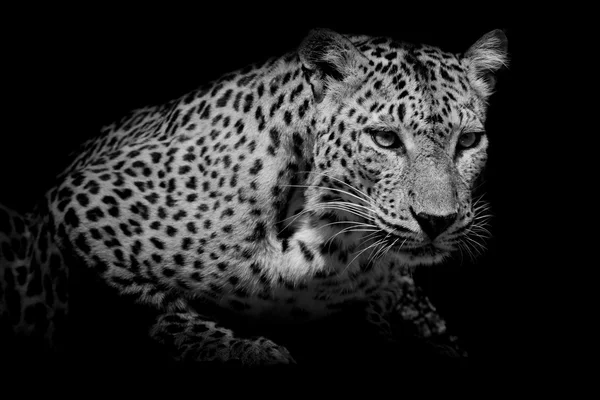 Fekete & fehér leopárd portré elkülöníteni a fekete háttér — Stock Fotó