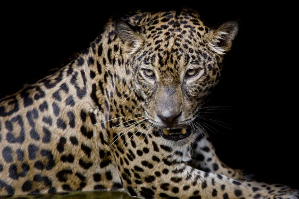 Leopard portré elkülöníteni a fekete háttér — Stock Fotó