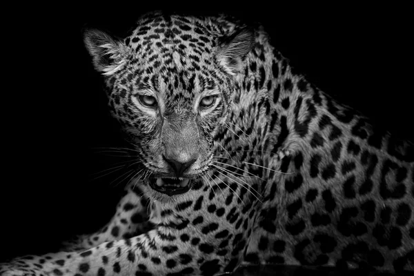 Bianco e nero Leopardo ritratto isolato su sfondo nero — Foto Stock