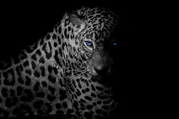 Bianco e nero Leopardo ritratto isolato su sfondo nero — Foto Stock