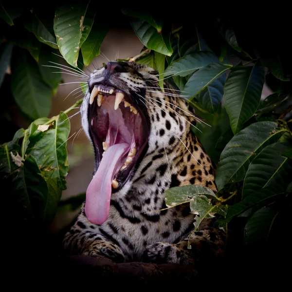 Retrato de leopardo salientando a língua em estado selvagem — Fotografia de Stock