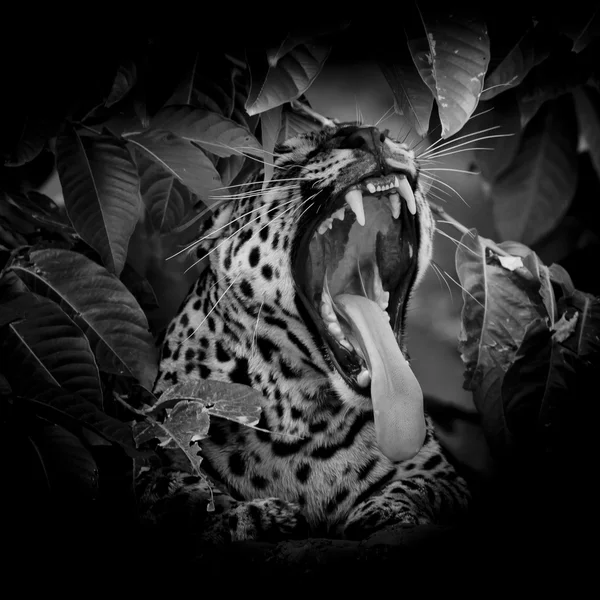 Retrato preto & branco do leopardo que sobressai a língua no isola selvagem — Fotografia de Stock