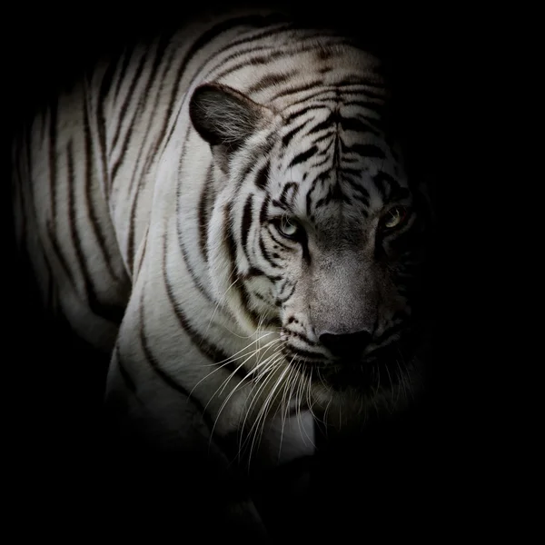 Tigre blanc isolé sur fond noir — Photo