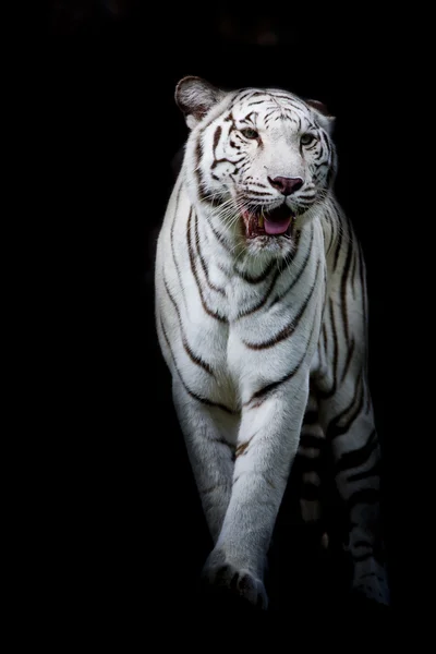 Tigre blanc marchant isolé sur fond noir — Photo