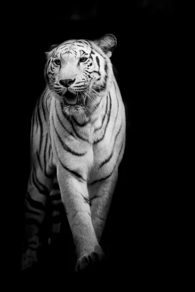 Tigre blanc marchant isolé sur fond noir — Photo