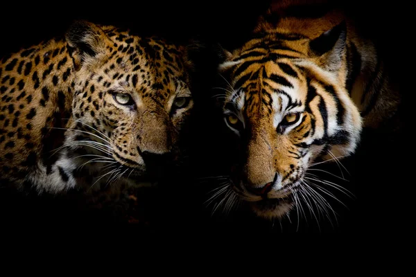 Leopard s modrýma očima & Tiger izolovat černé pozadí — Stock fotografie