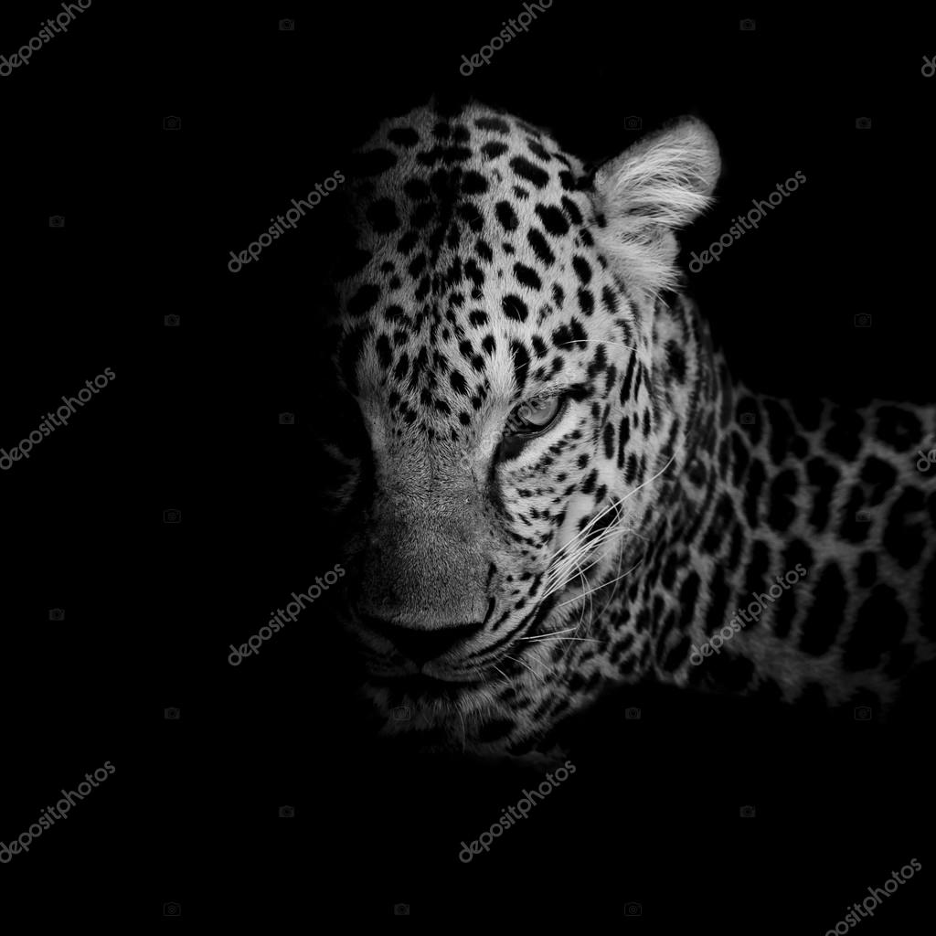 Black and cheap white leopard