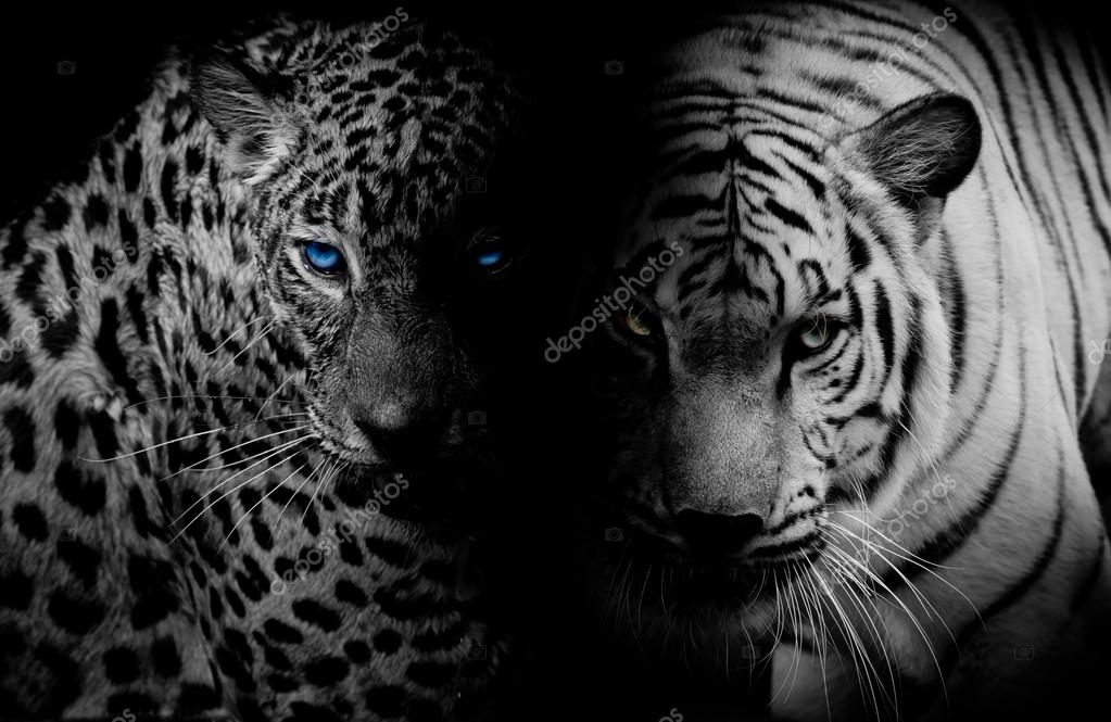 Black White Leopard With Blue Eyes Tiger Isolate Black Backg Stock Photo Image By C Art9858 80558328
