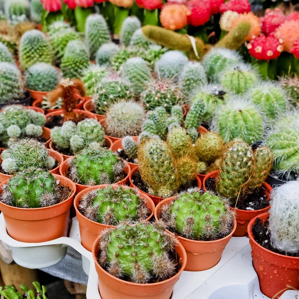 Kaktus, kaktusplante i blomsterpotte – stockfoto