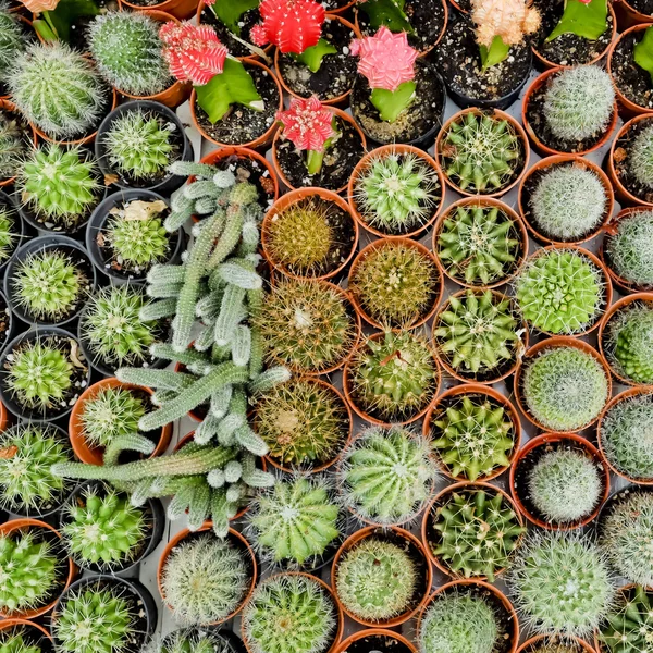 Pianta desertica del cactus . — Foto Stock