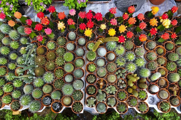 Pianta desertica del cactus . — Foto Stock