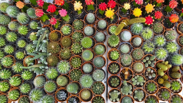 Cactus desert plant. — Stock Photo, Image