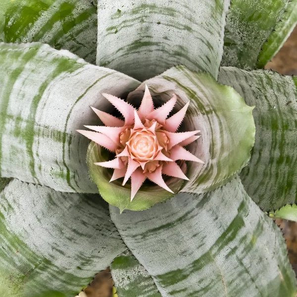 盛开的凤梨科植物 — 图库照片