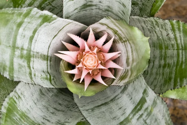 Blomstrende bromelidplanter – stockfoto