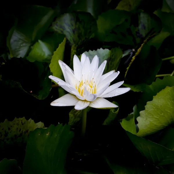 Flor de loto blanco —  Fotos de Stock