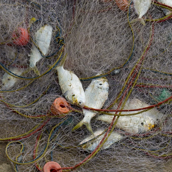 Un montón de peces en la red de pesca. Acabo de atrapar un montón de peces en un barco . — Foto de Stock