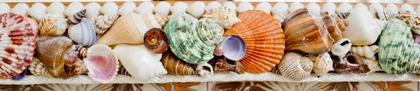 Collection of sea shells — Stock Photo, Image