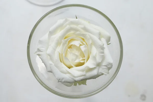 A glass with one big white rose flower on white background — Stock Photo, Image