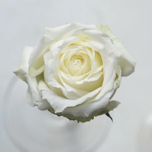 Одна белая роза в стеклянной вазе — стоковое фото