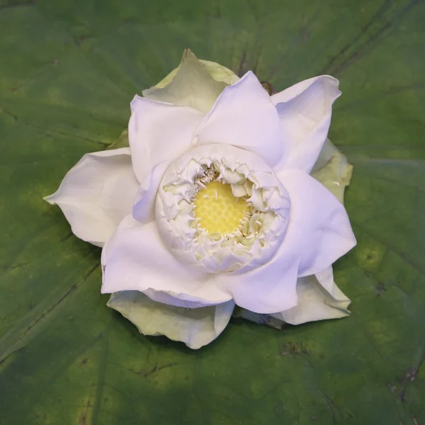 White Lotus flower isolate on lotus leaf — Stock Photo, Image