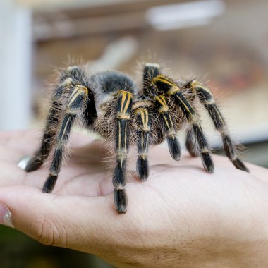 Meksika tarantulası (Brachypelma smithi), örümcek kadın içinde
