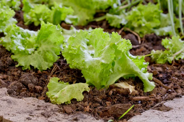 Salatpflanzung im pestizidrückstandsfreien Garten — Stockfoto