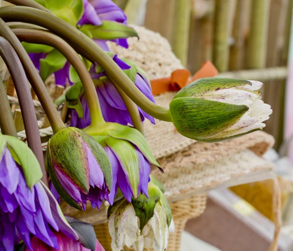 Blomsterhandlare rosa och lila lotusblommor i vas. — Stockfoto