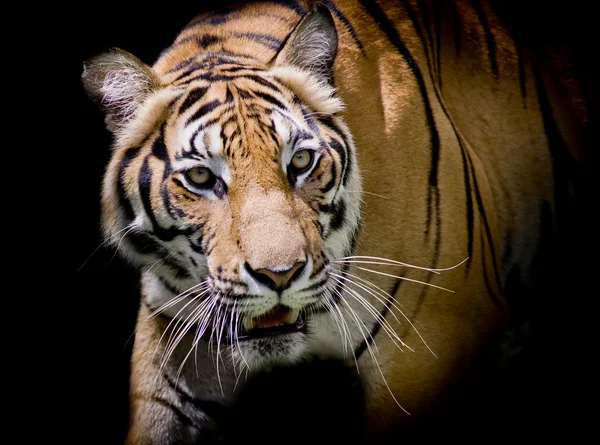 Tigre mirando a su presa y listo para atraparla . — Foto de Stock