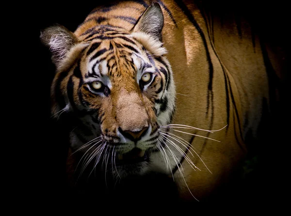 Tigre mirando a su presa y listo para atraparla . —  Fotos de Stock