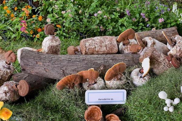 Ganoderma lucidum sergide — Stok fotoğraf