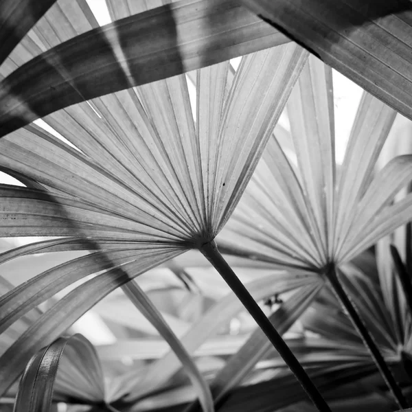 Plantilla de fondo abstracta en blanco y negro . —  Fotos de Stock