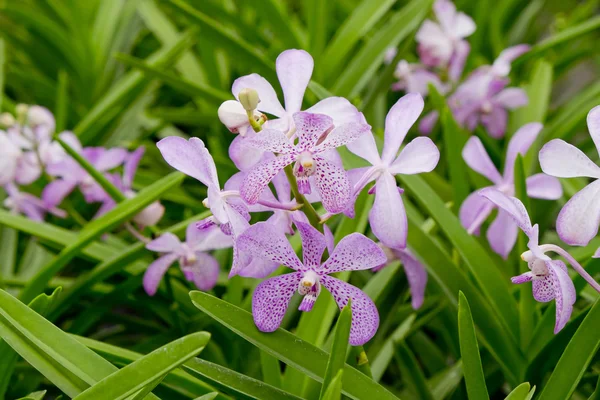 Viola orchidea fiore sfondo — Foto Stock