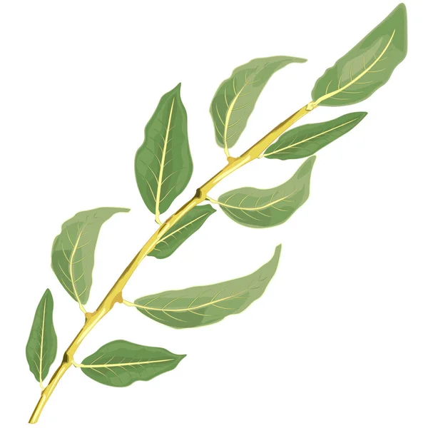 Isolated branch with green leaves. Realisric hand drawing. — Stock Photo, Image