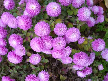 Küçük kasımpatılar leylak renginde. Bir sürü çiçek.