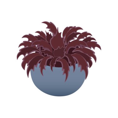 Çiçek saksısında koyu kırmızı yapraklı bitki