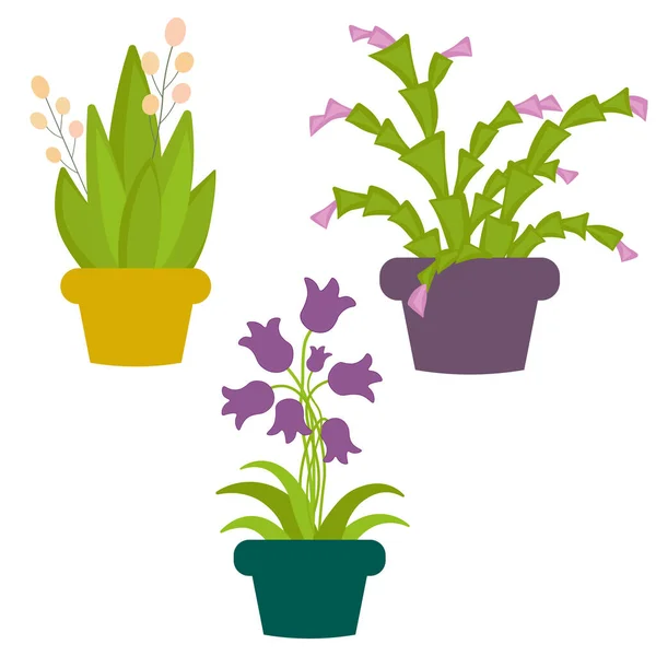 Woonplanten in potten. Een set van drie verschillende bloemen — Stockfoto