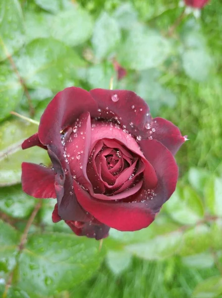 Rosa vermelha escura contra o fundo de folhas verdes — Fotografia de Stock