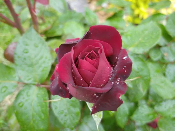 Rosa vermelha escura contra o fundo de folhas verdes. Ingrid Bergman variedade rosa. — Fotografia de Stock