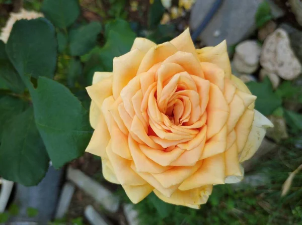 Bela flor de rosa amarelo-laranja. Kings Pride variedade — Fotografia de Stock