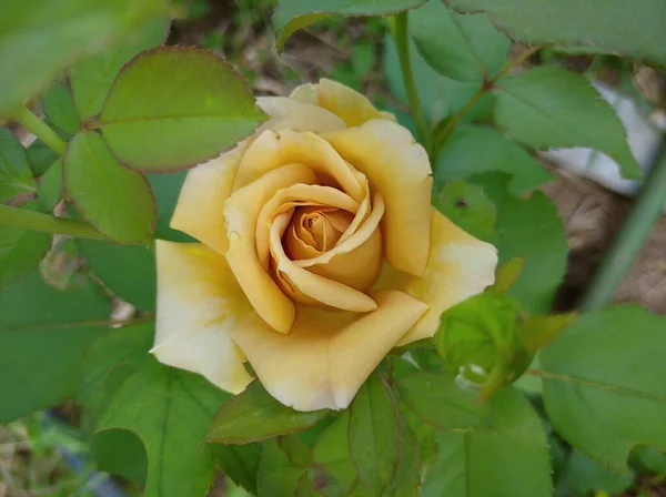 Bela rosa de cor âmbar no fundo da folhagem — Fotografia de Stock